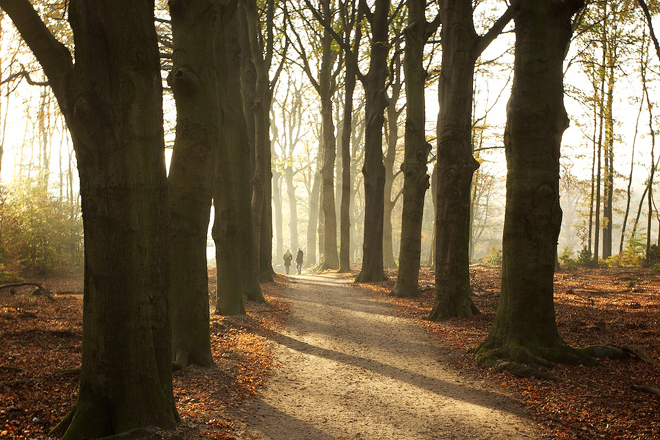 Through the woods in the autumn on the Veluwe (NL)